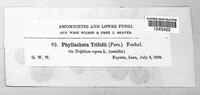 Polythrincium trifolii image